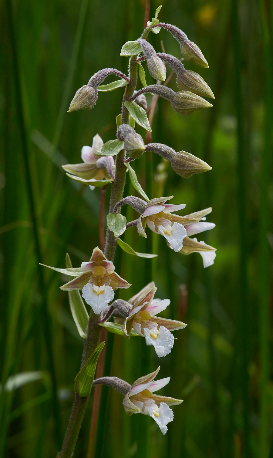 MarshHelleborine230617-4