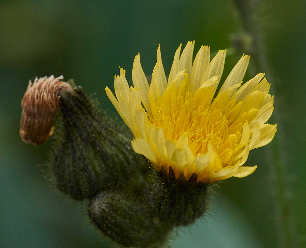 MarshSowthistle230817-1