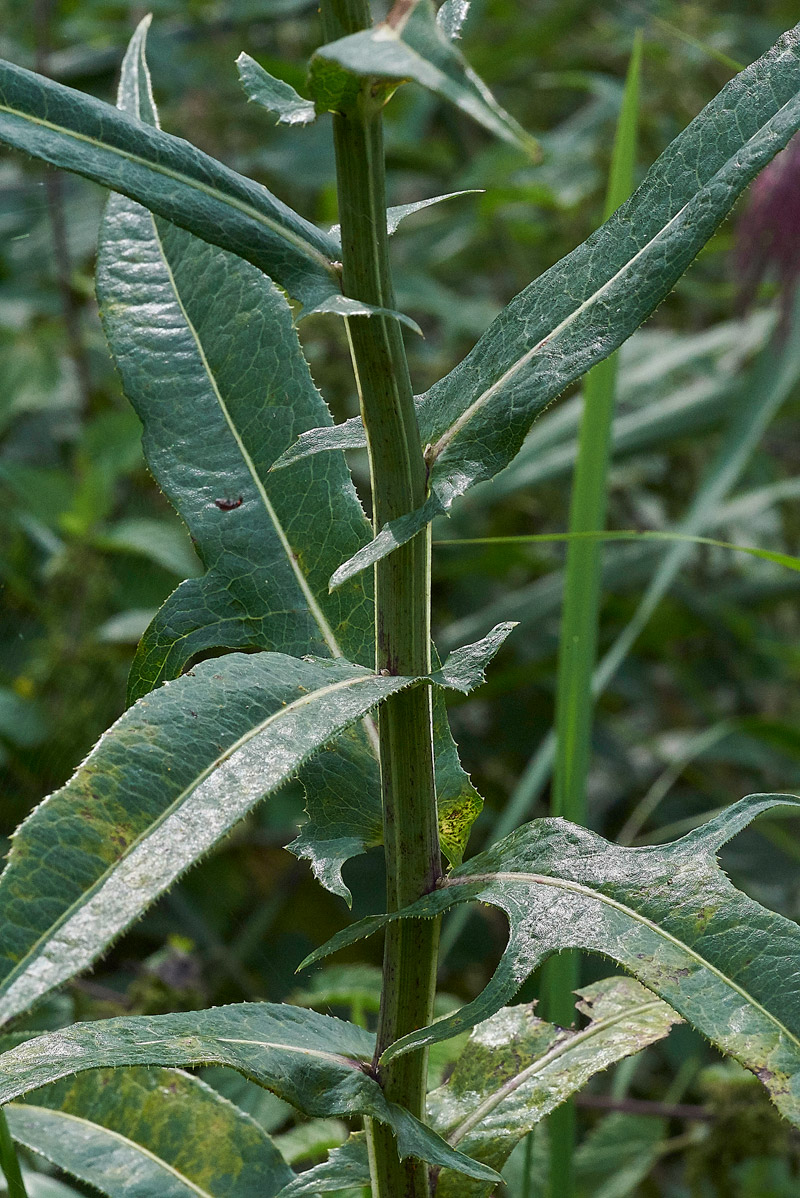 MarshSowthistle230817-2