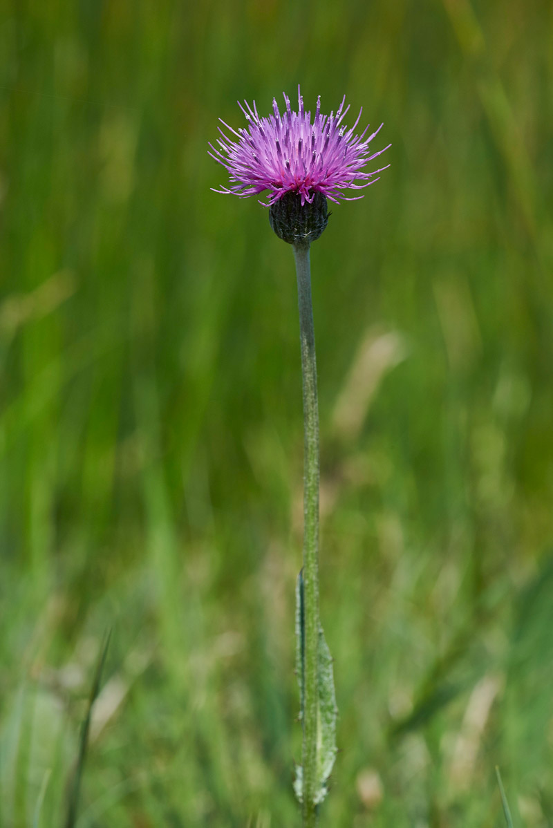 MarshSowThistle250517-1