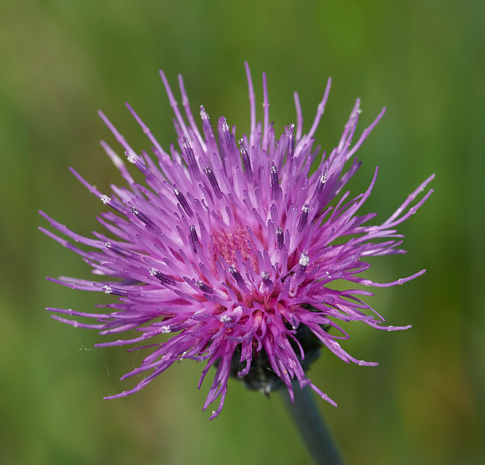 MarshSowThistle250517-3