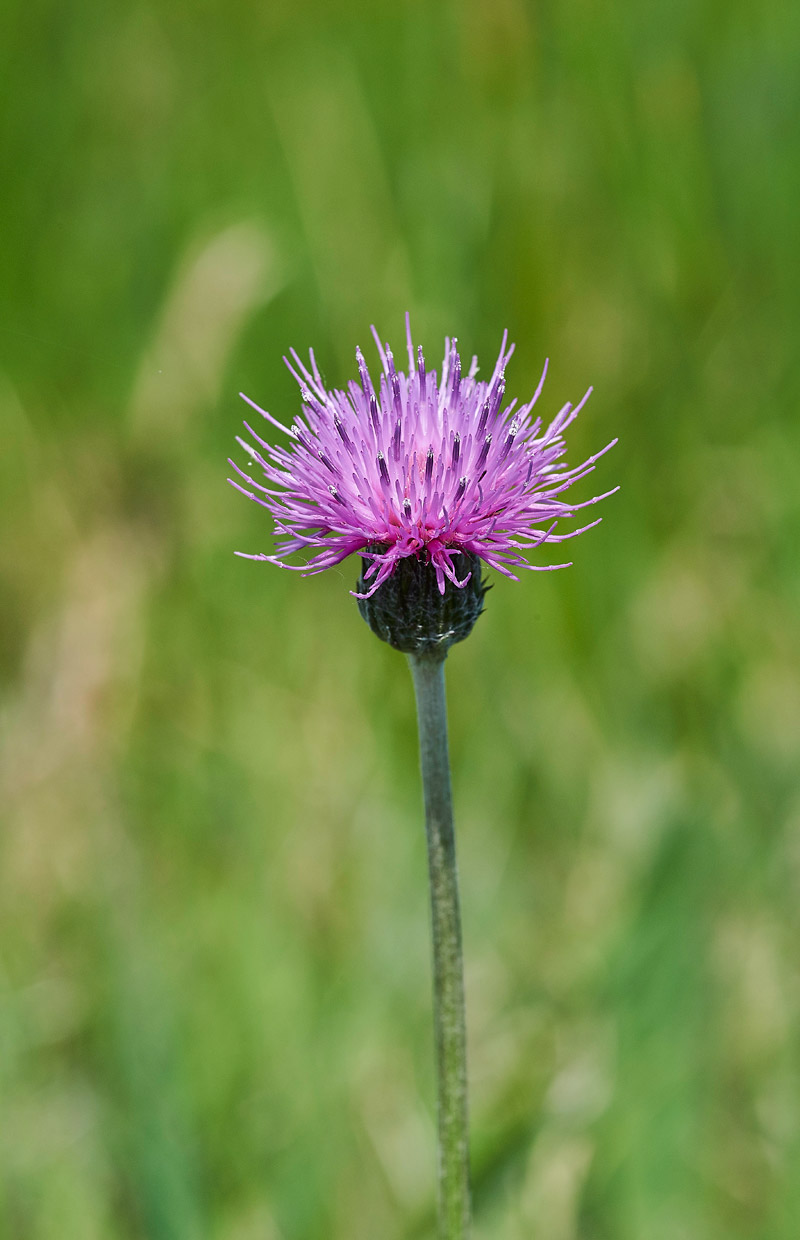 MarshSowThistle250517-5