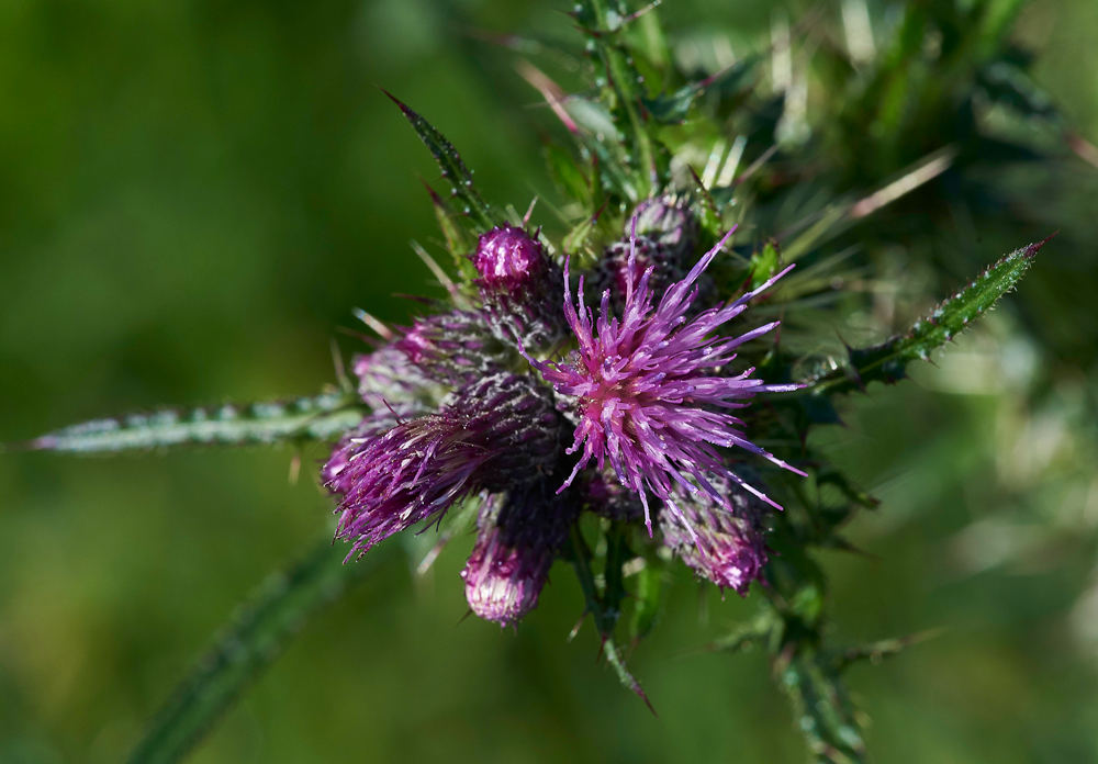 MarshThistle040617