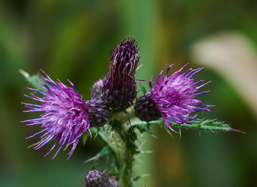 MarshThistle150817-1