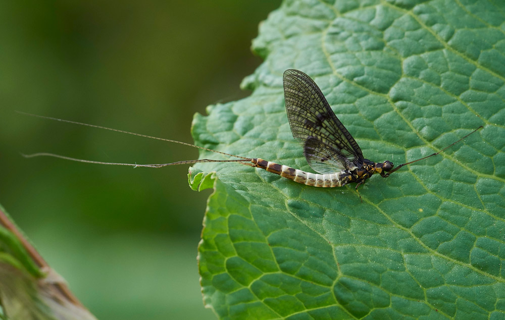 Mayfly310517-1