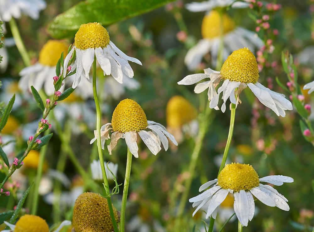 Mayweed140817-1