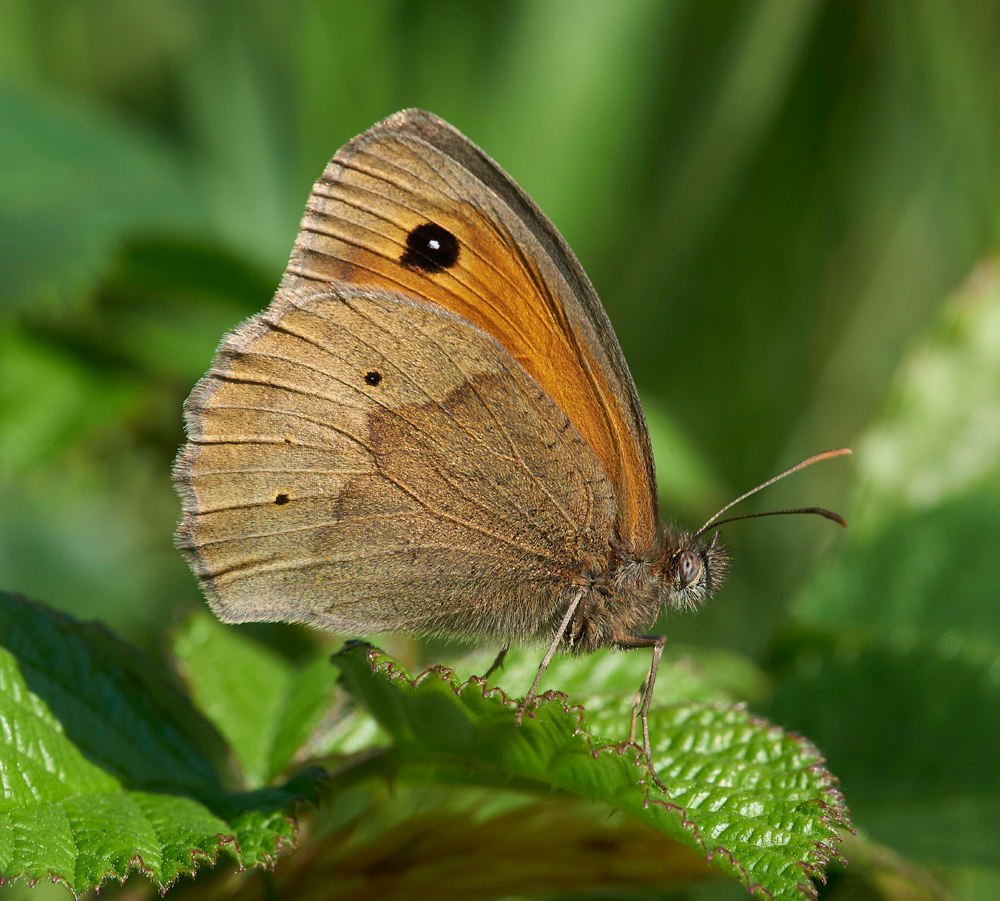 MeadowBrown170617-2