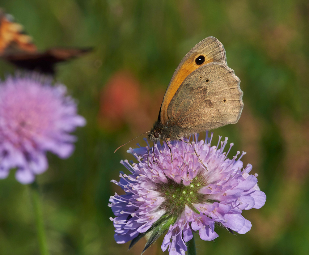 MeadowBrown170617-4