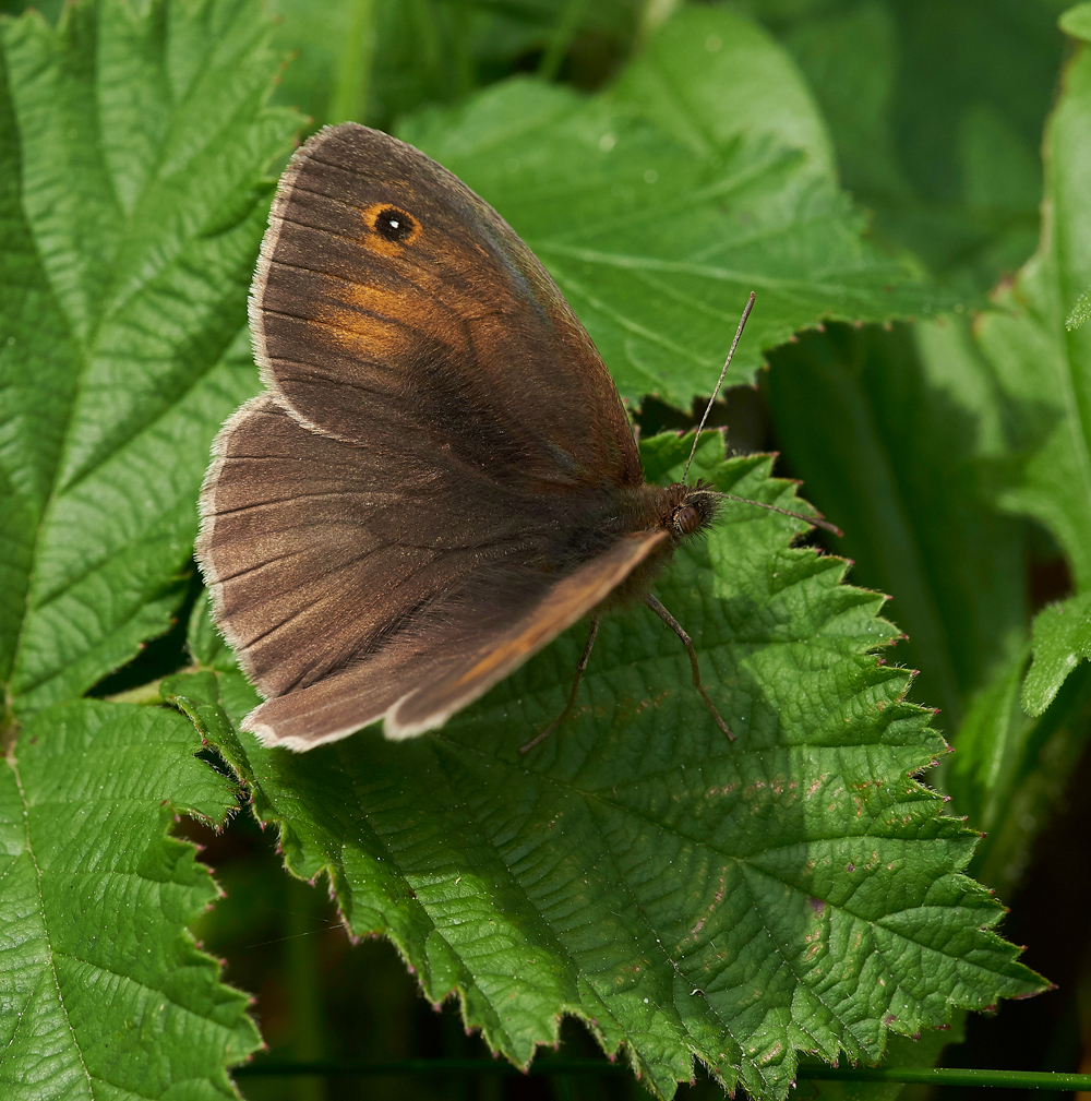 MeadowBrown300617