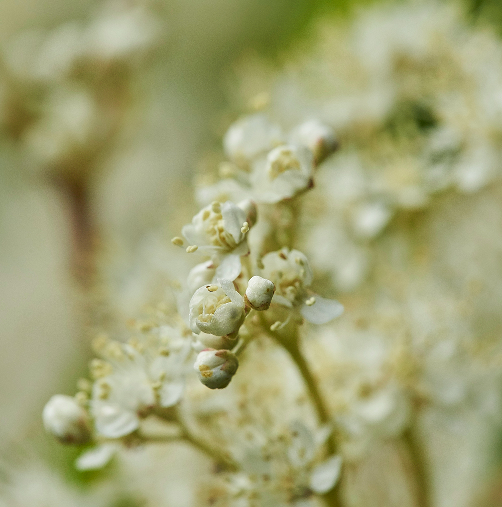 Meadowsweet050817-1