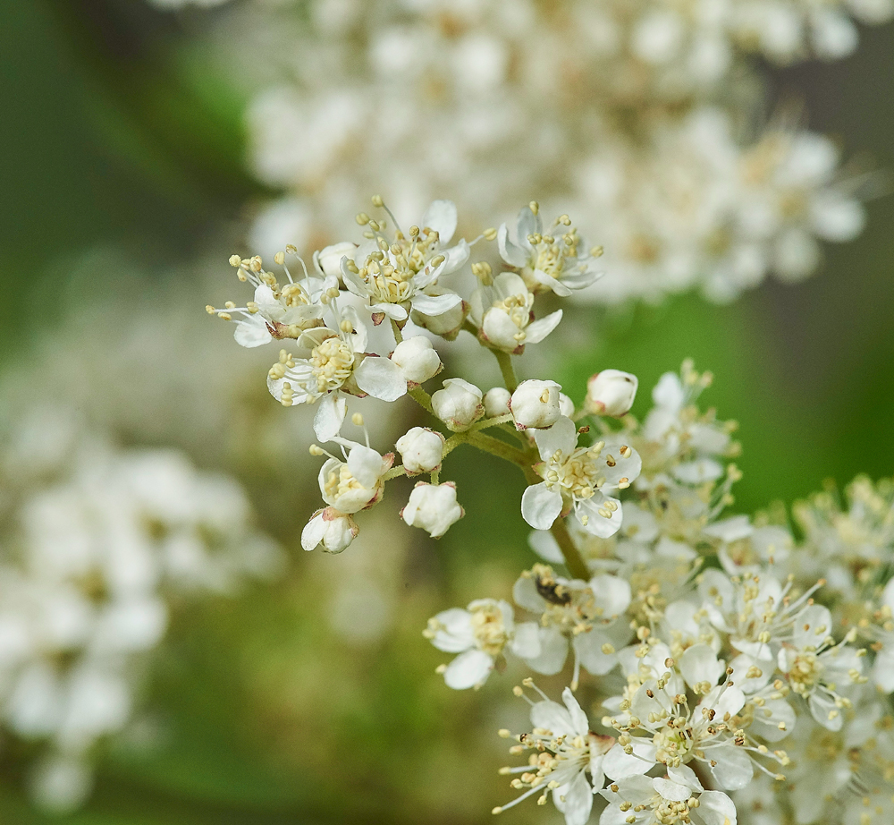 Meadowsweet050817-4