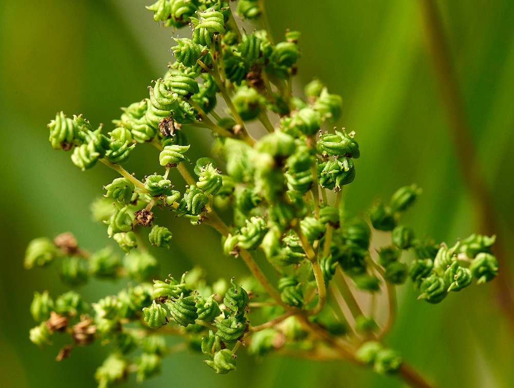 Meadowsweet050817-5