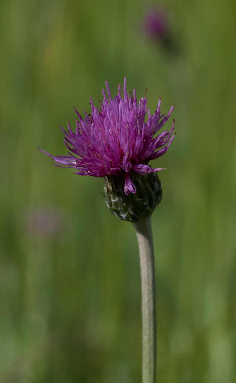 MeadowThistle050617-1