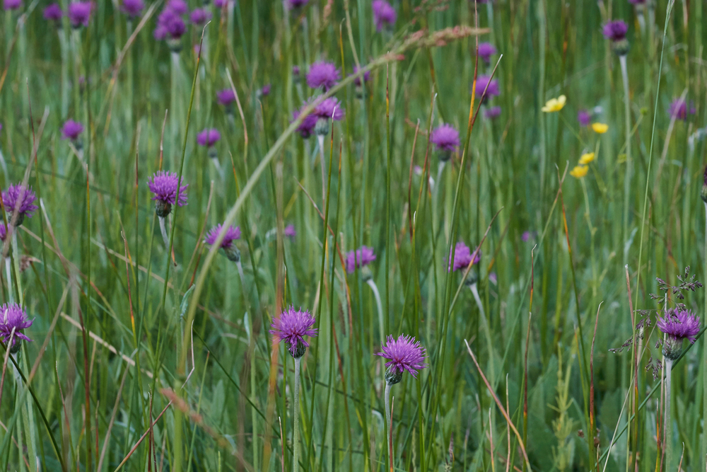 MeadowThistle050617-2