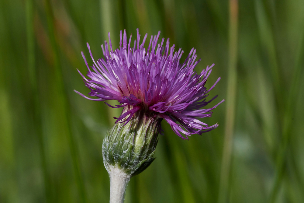 MeadowThistle050617-3