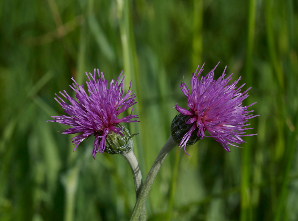 MeadowThistle050617-4