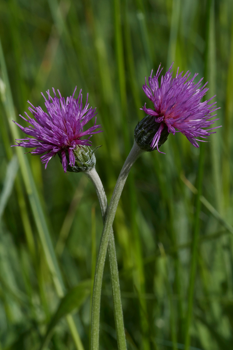 MeadowThistle050617-5