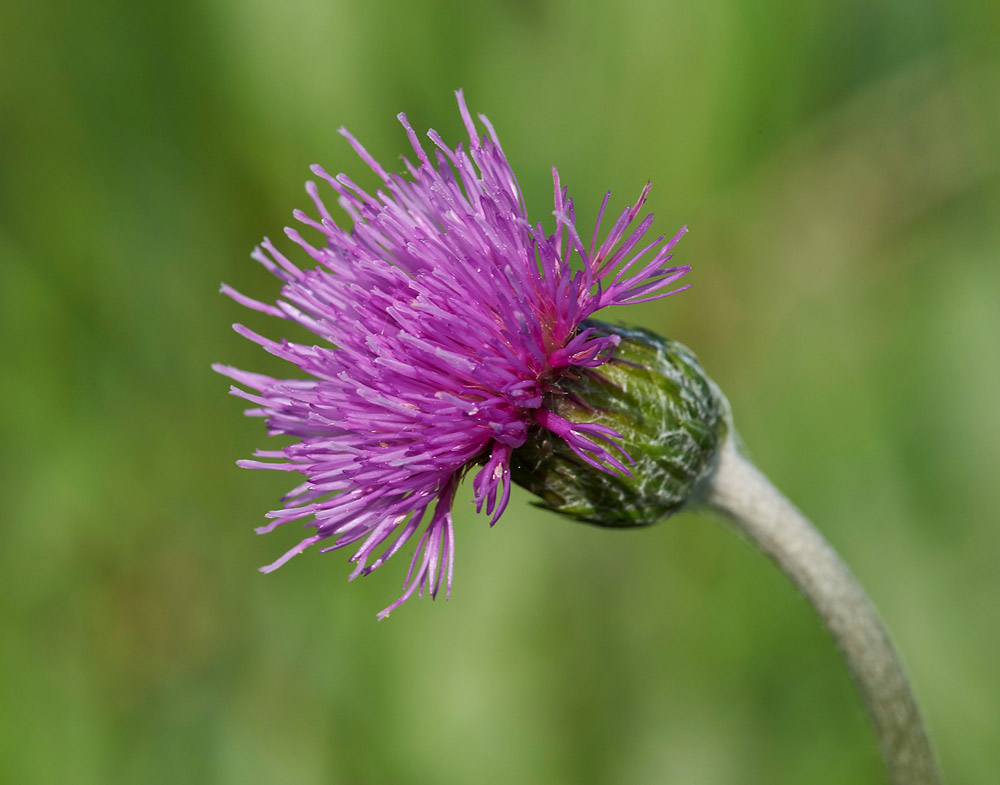 MeadowThistle250517-1