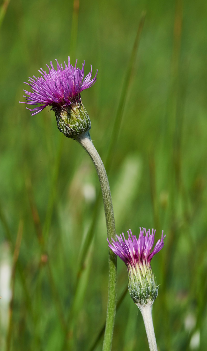 MeadowThistle250517-2