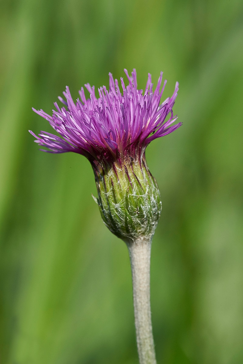 MeadowThistle250517-3