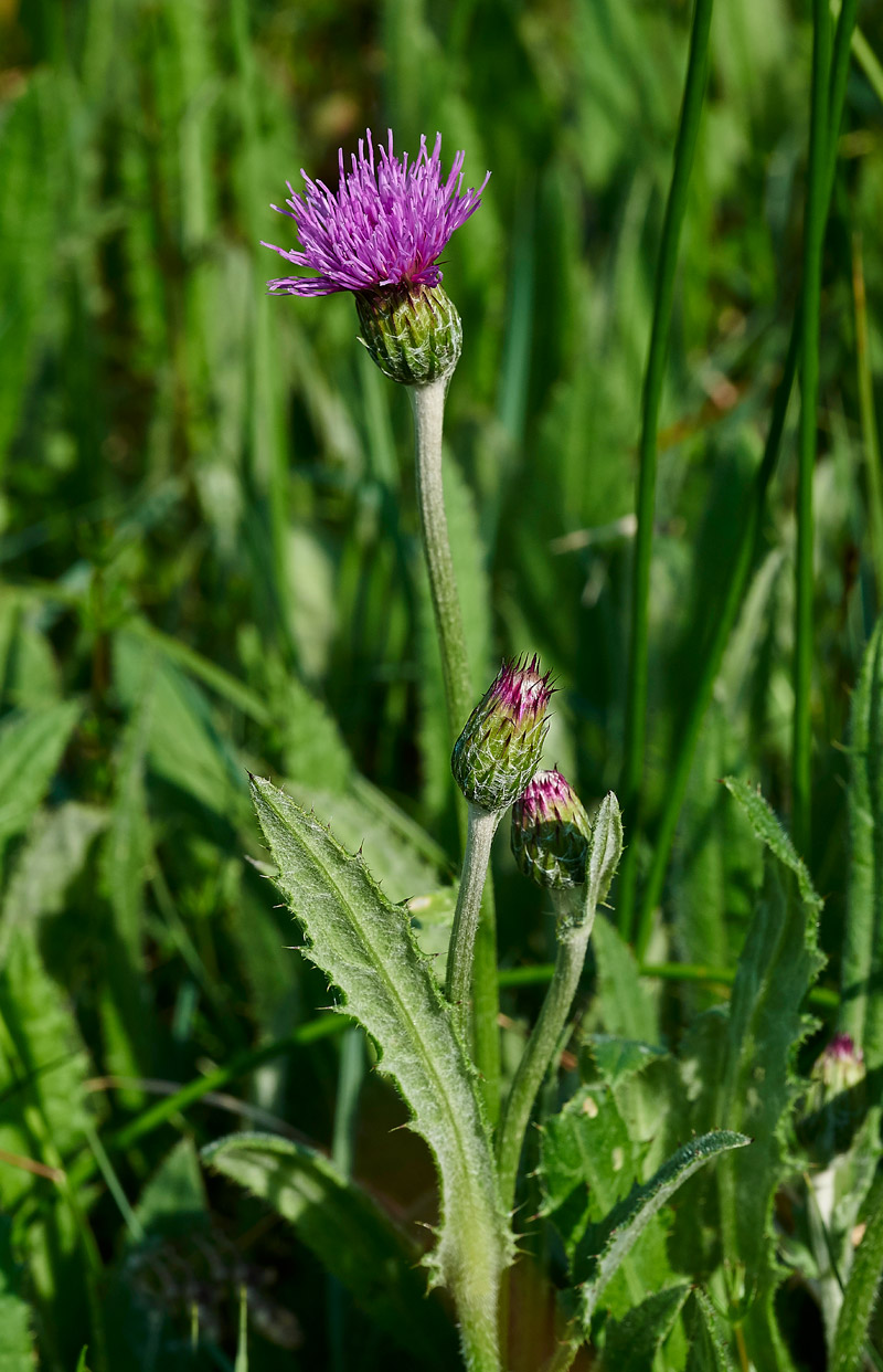 MeadowThistle250517-4