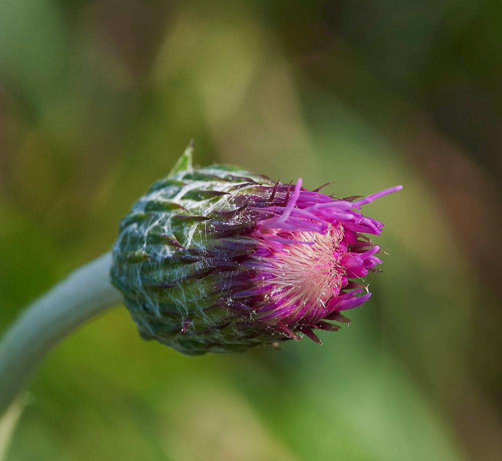 MeadowThistle250517-5