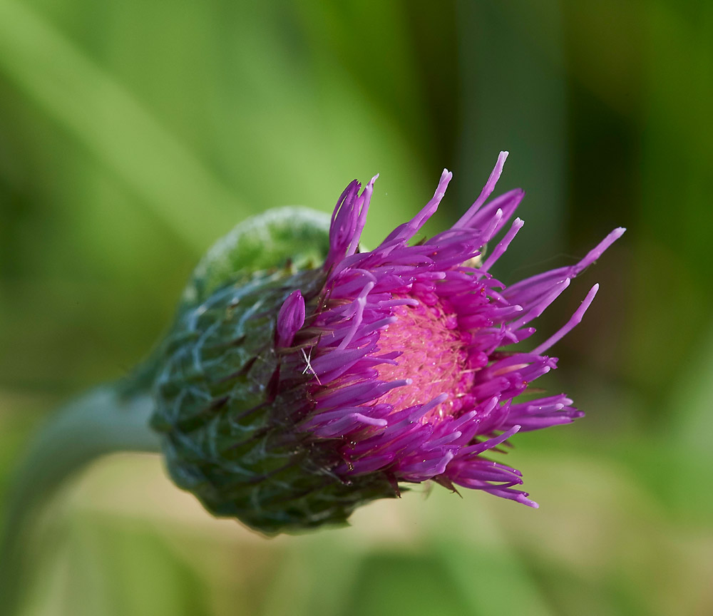 MeadowThistle250517-6