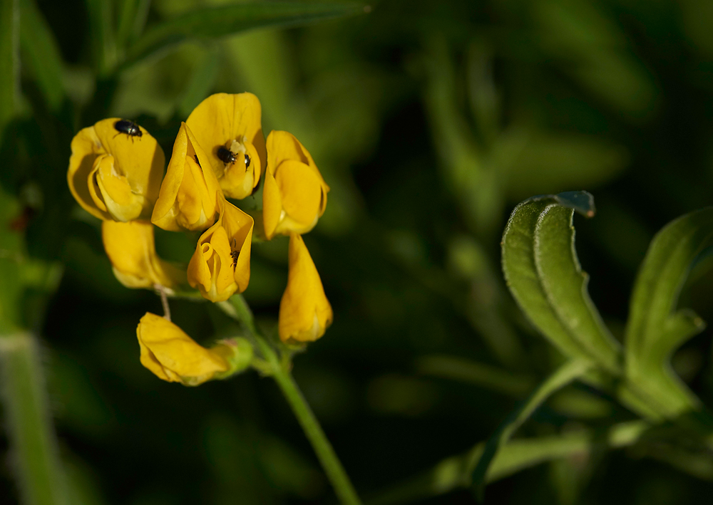 MeadowVetchling170617-1