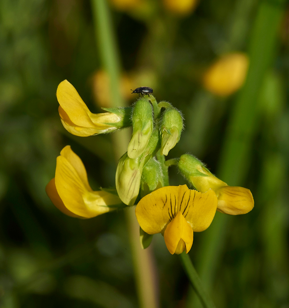 MeadowVetchling170617-2