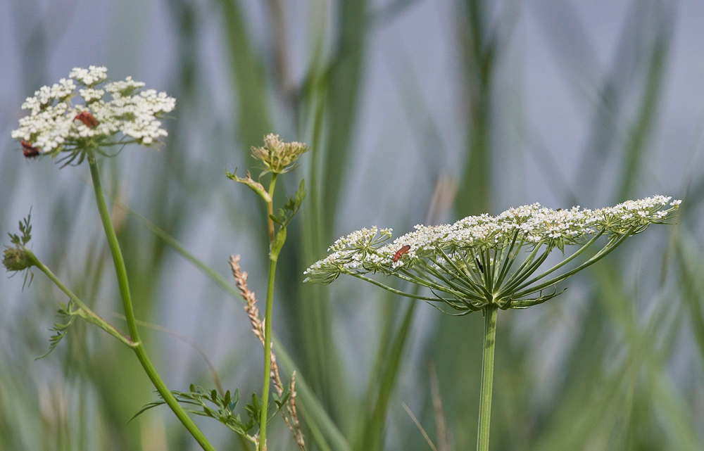 MilkParsley130717-1