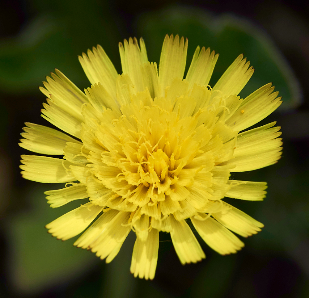 Mouse-earHawkweed020617-2