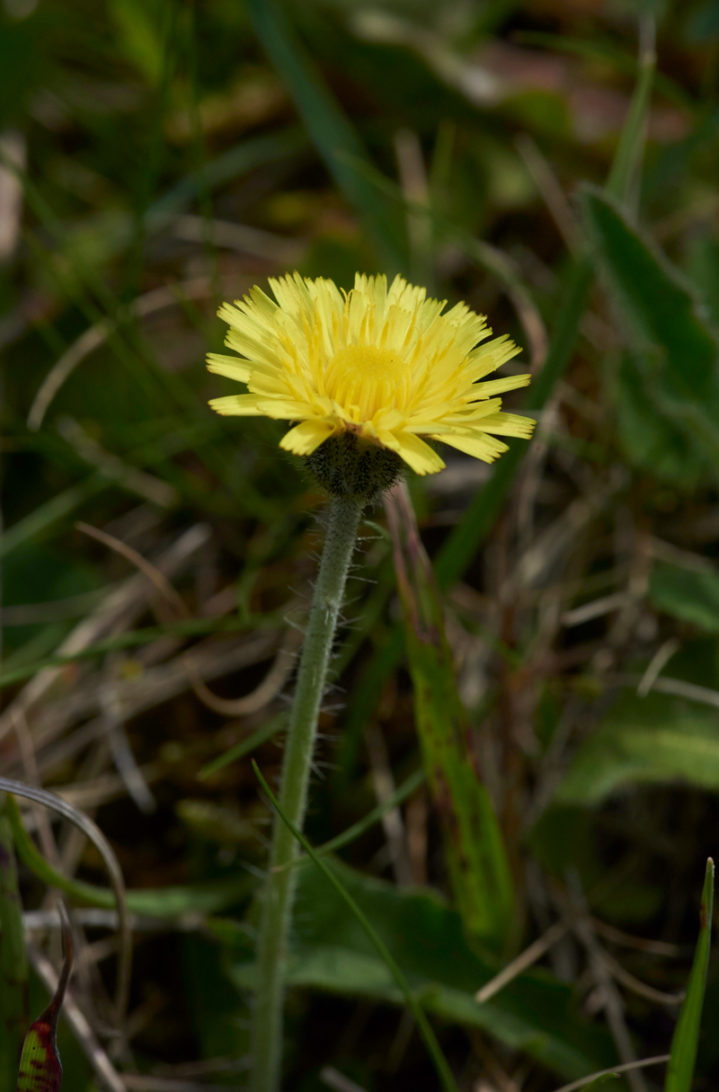 Mouse-earHawkweed020617-4