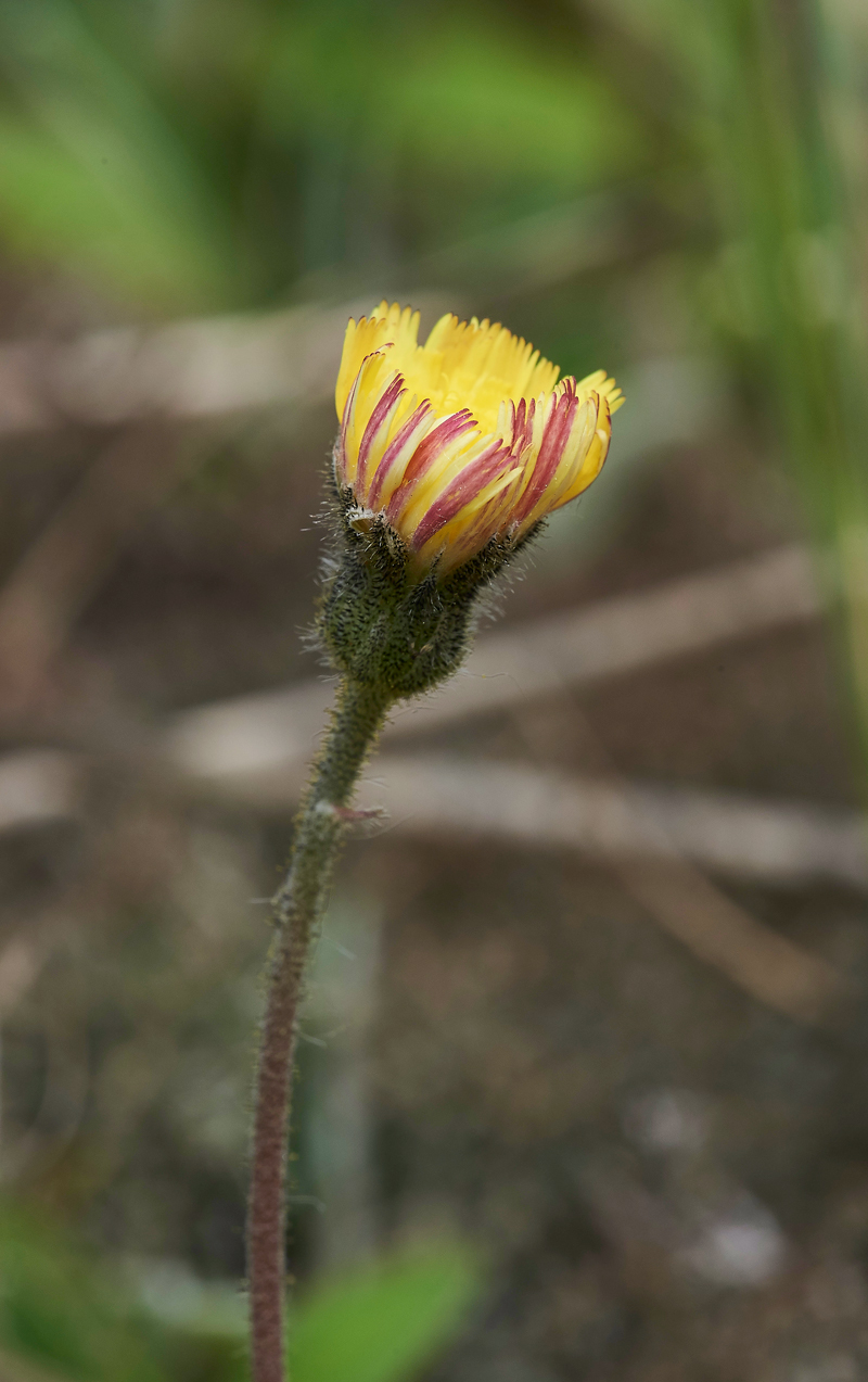 Mouse-earHawkweed020617-5