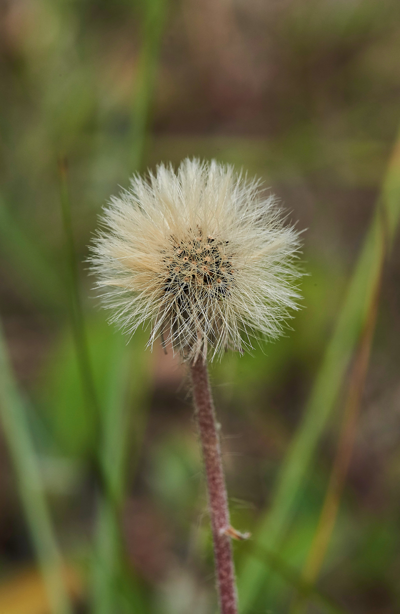 Mouse-earHawkweed020617-7