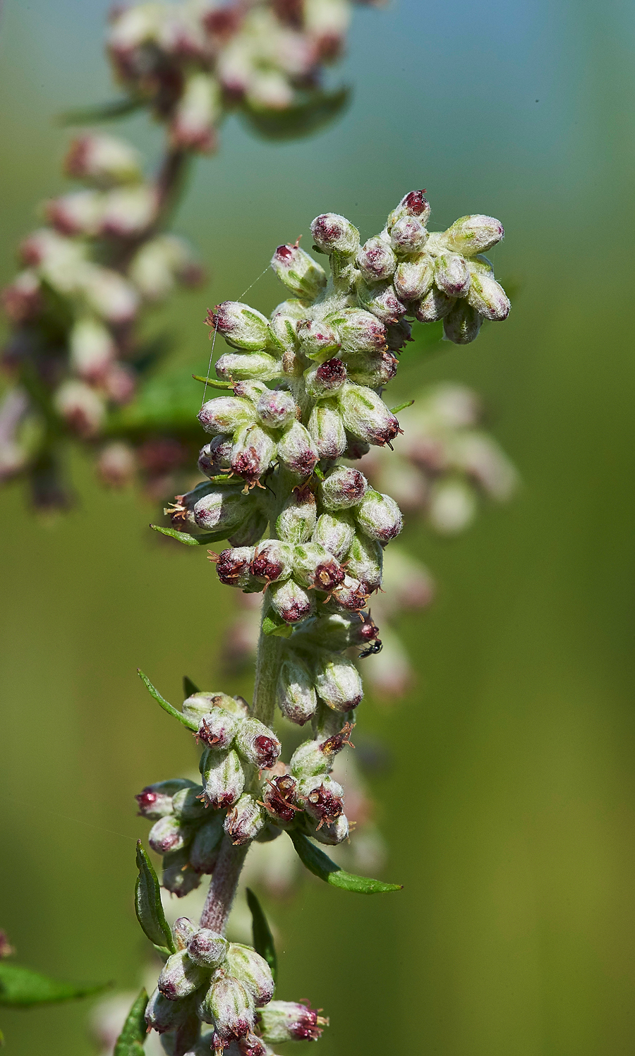 Mugwort270717-2