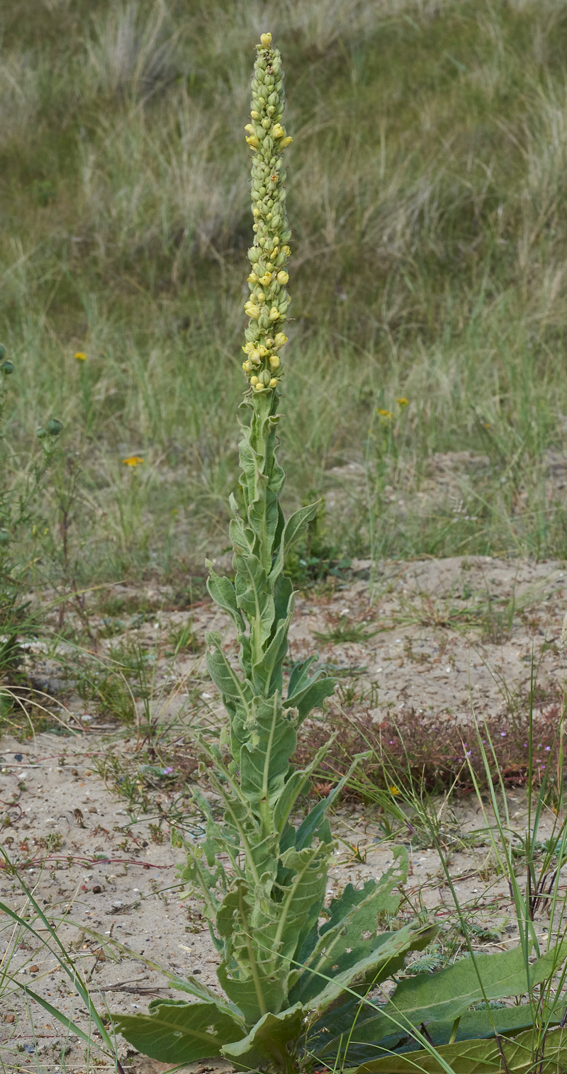 Mullein050717-1