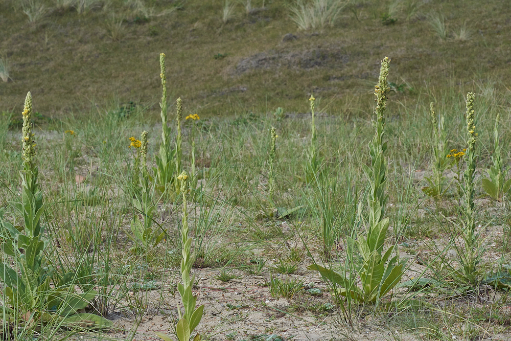 Mullein050717-2