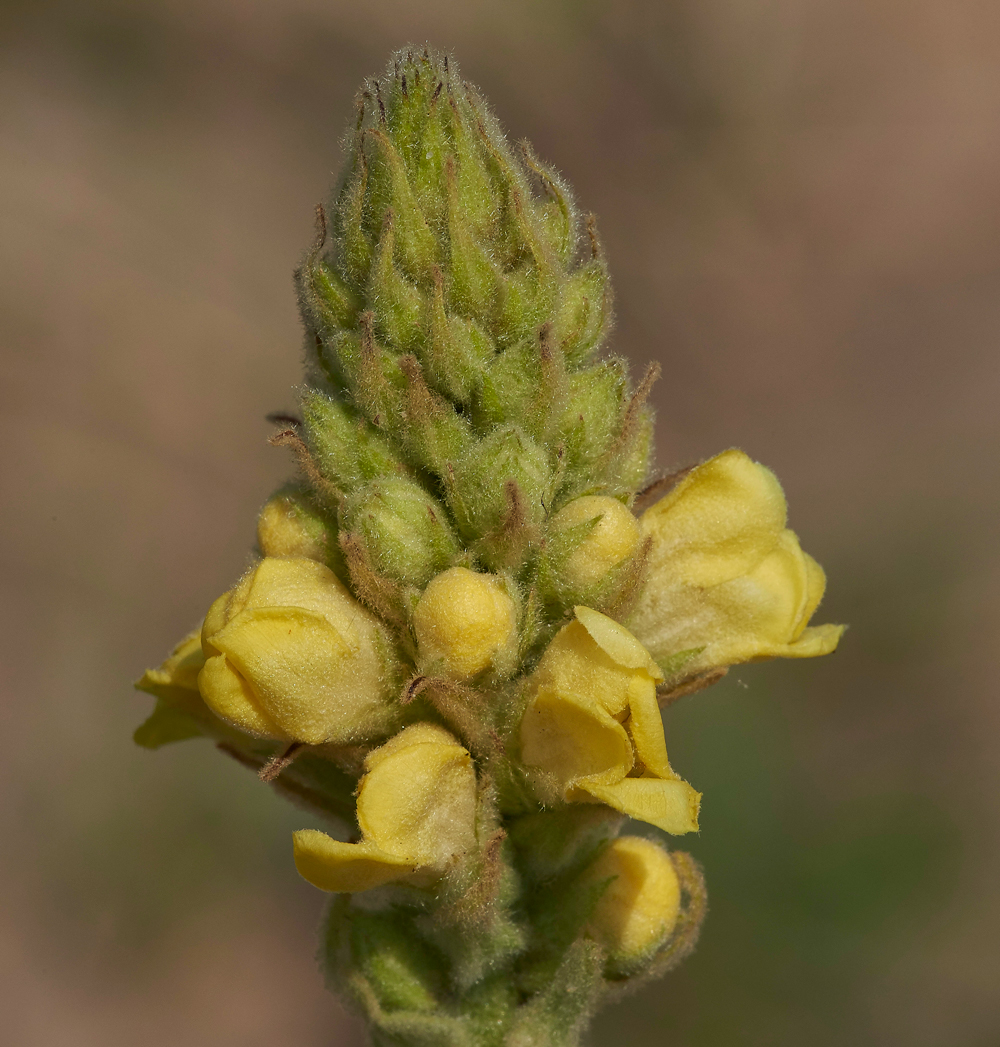 Mullein050717-4