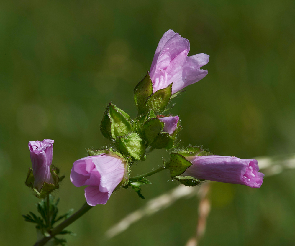 MuskMallow260617-1