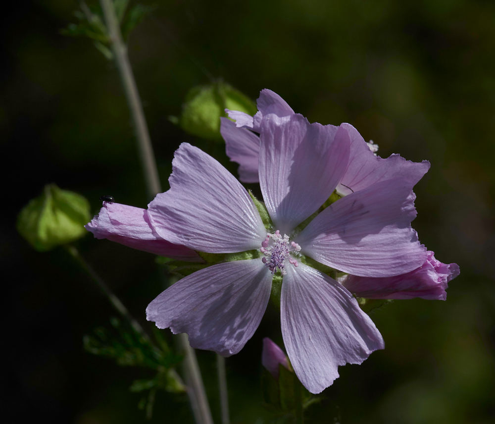 MuskMallow260617-2