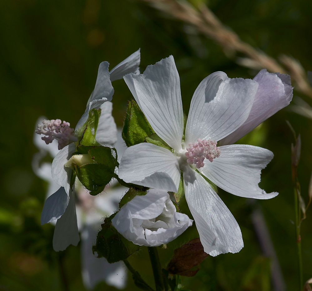 MuskMallow260617-3