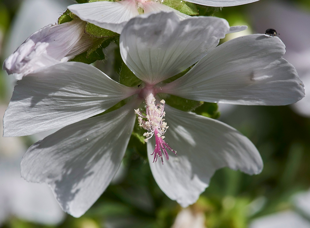 MuskMallow260617-4