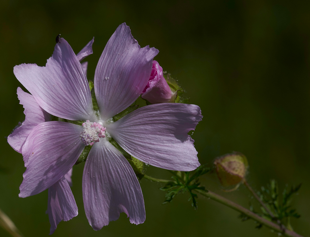 MuskMallow260617-5