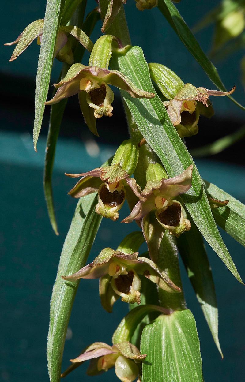 NarrowLippedHelleborine010716-3