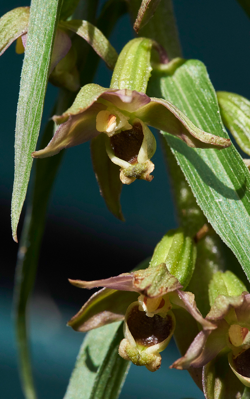 NarrowLippedHelleborine010716-4