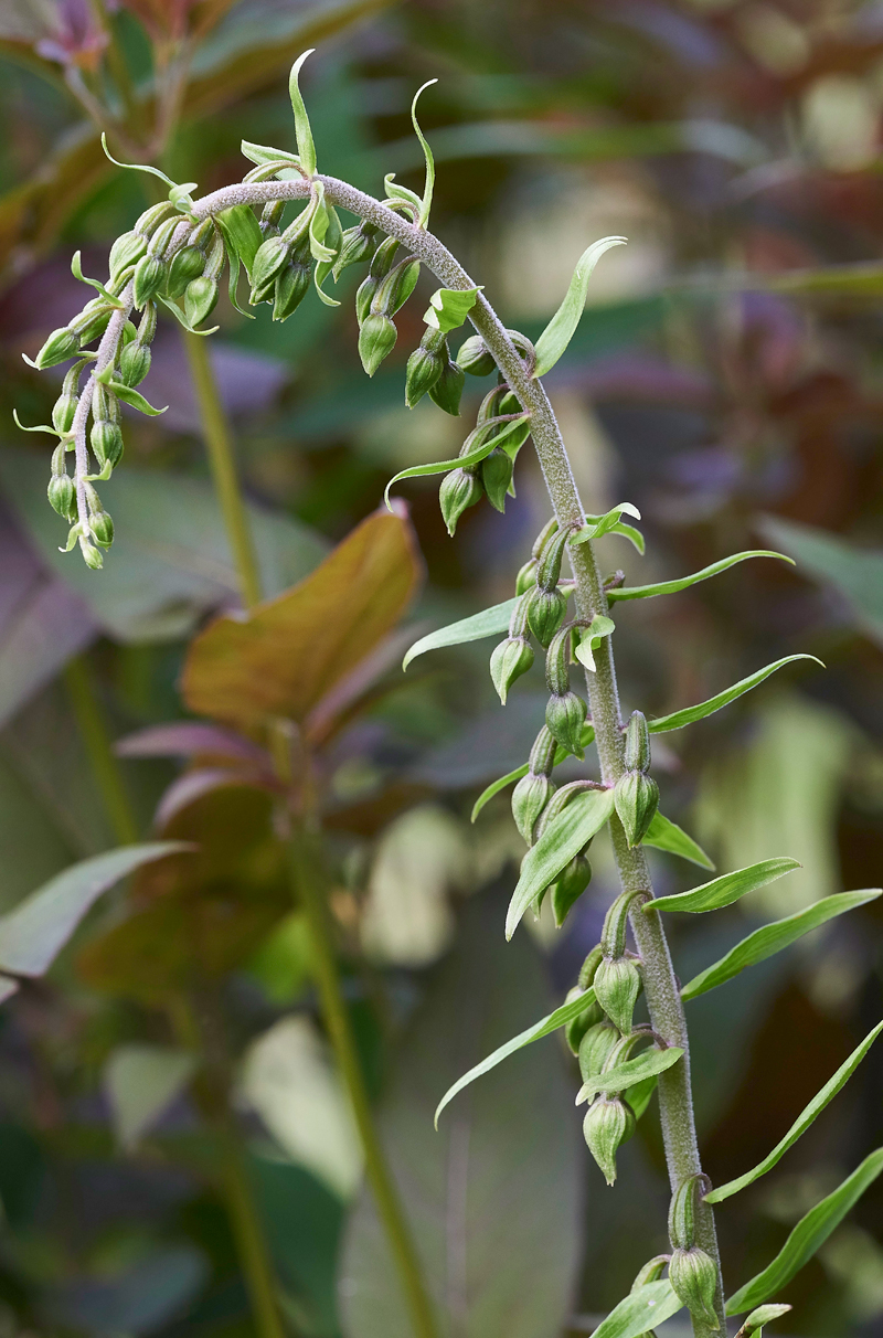 NarrowLippedHelleborine010716-5