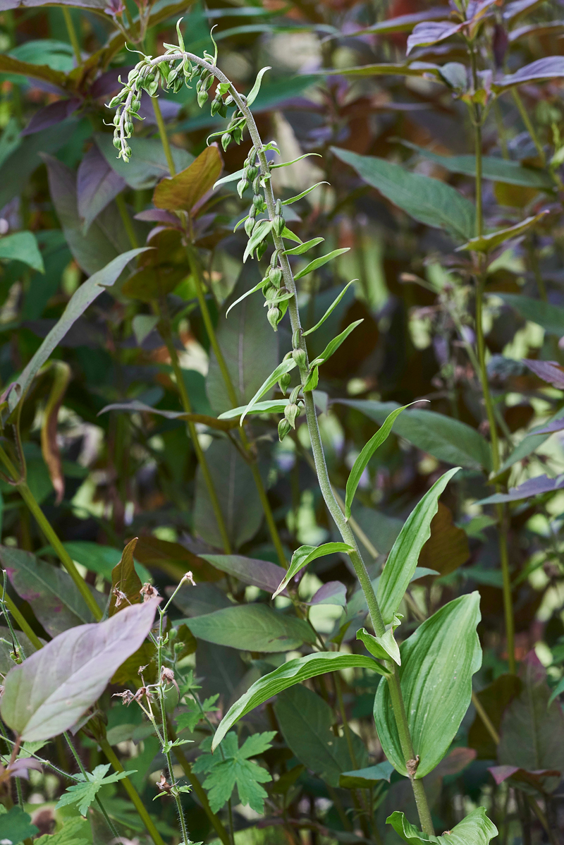 NarrowLippedHelleborine010716-6