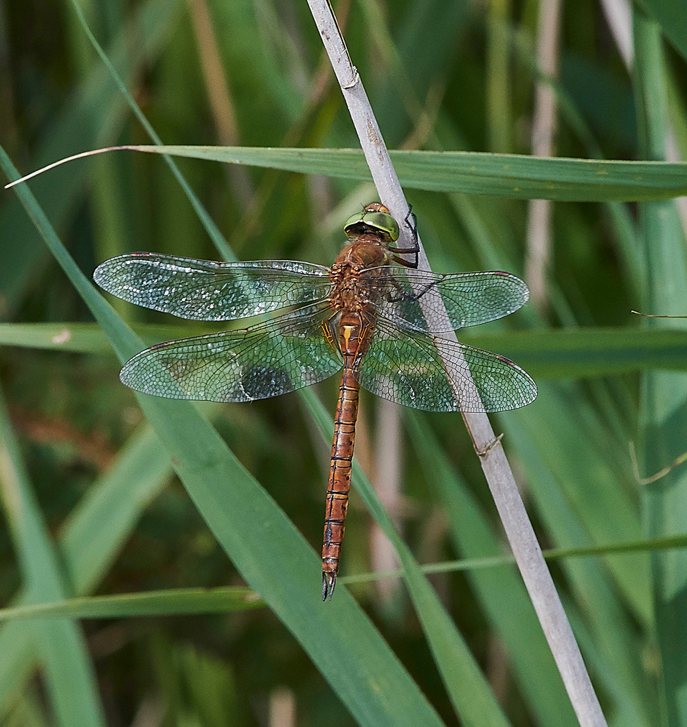 NorfolkHawker130717