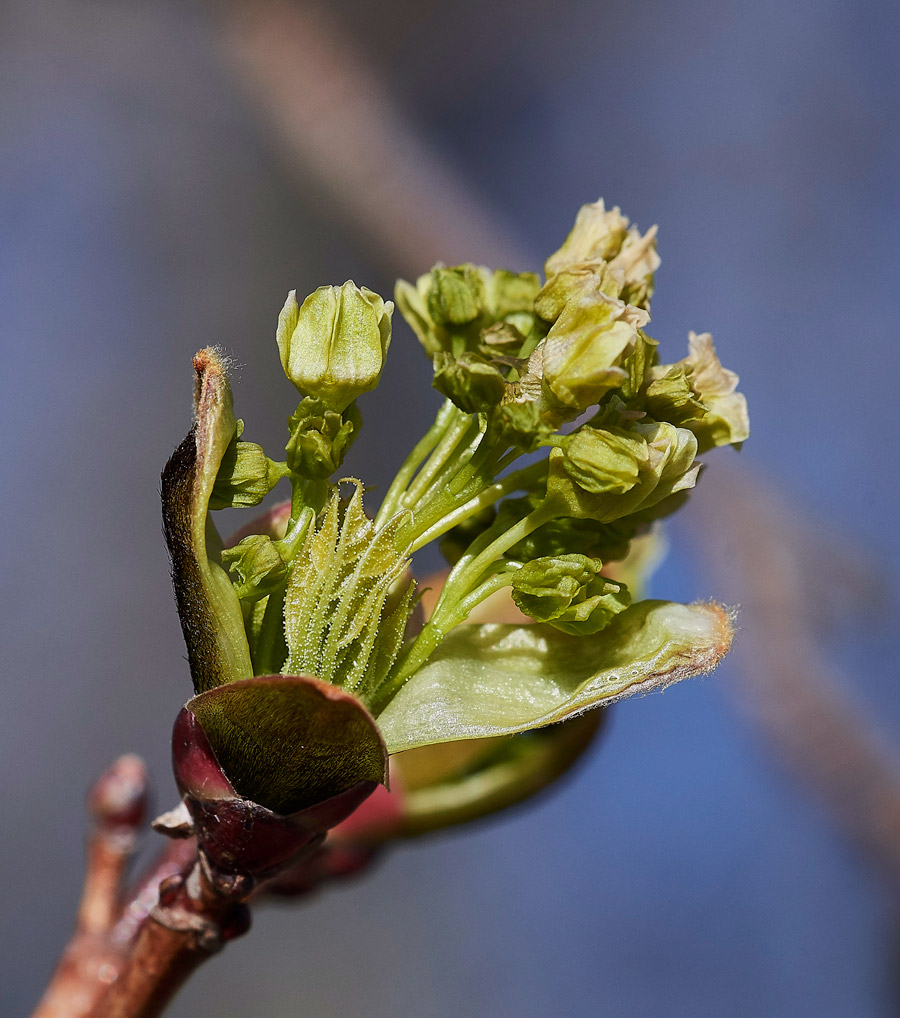 NorwayMaple05174