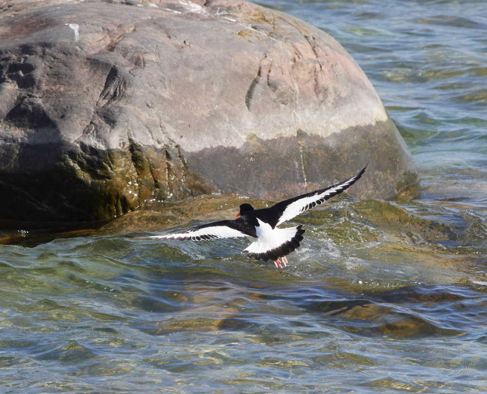 Oystercatcher05173